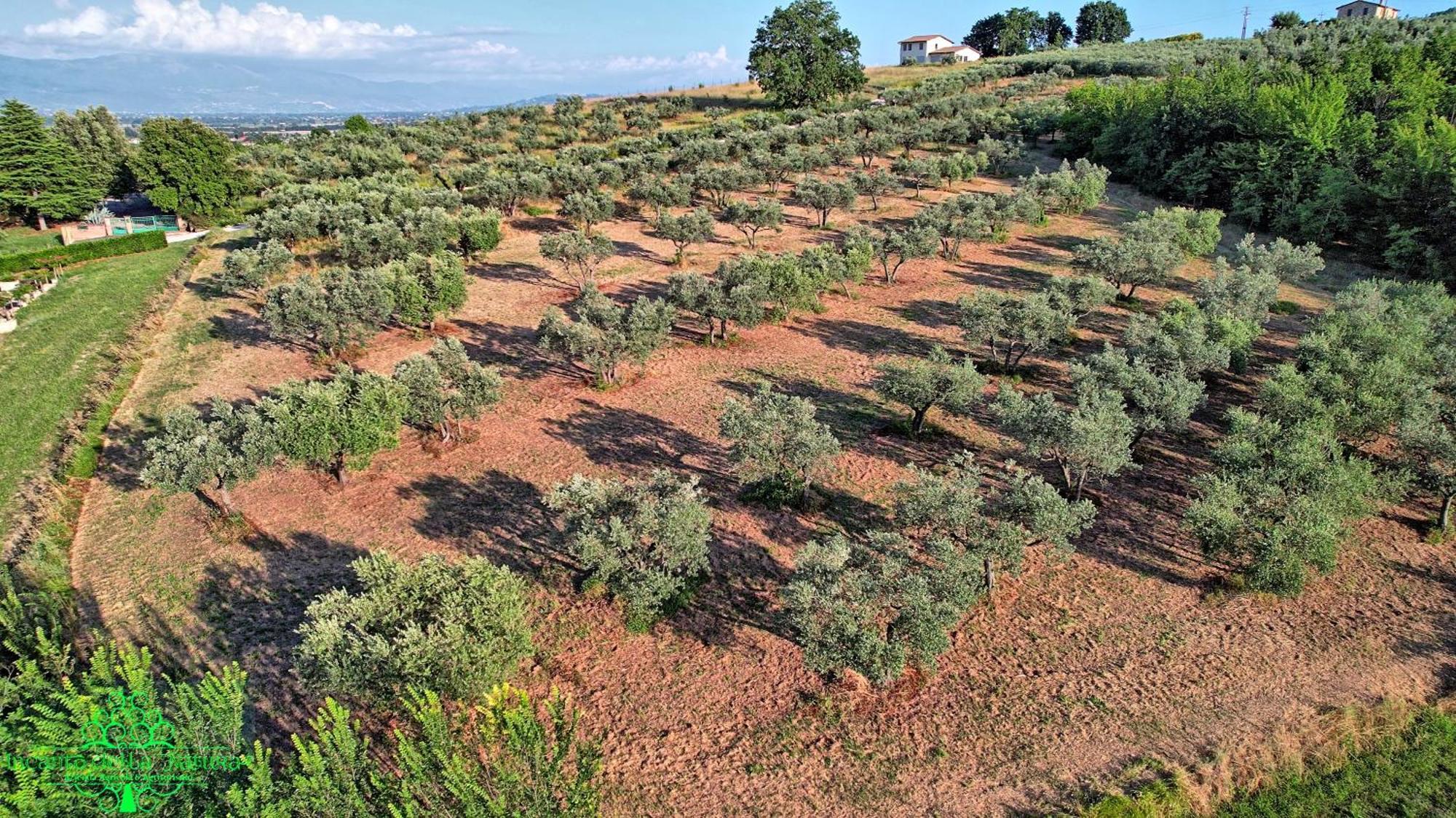 Agriturismo Incanto Della Natura Cannara Εξωτερικό φωτογραφία